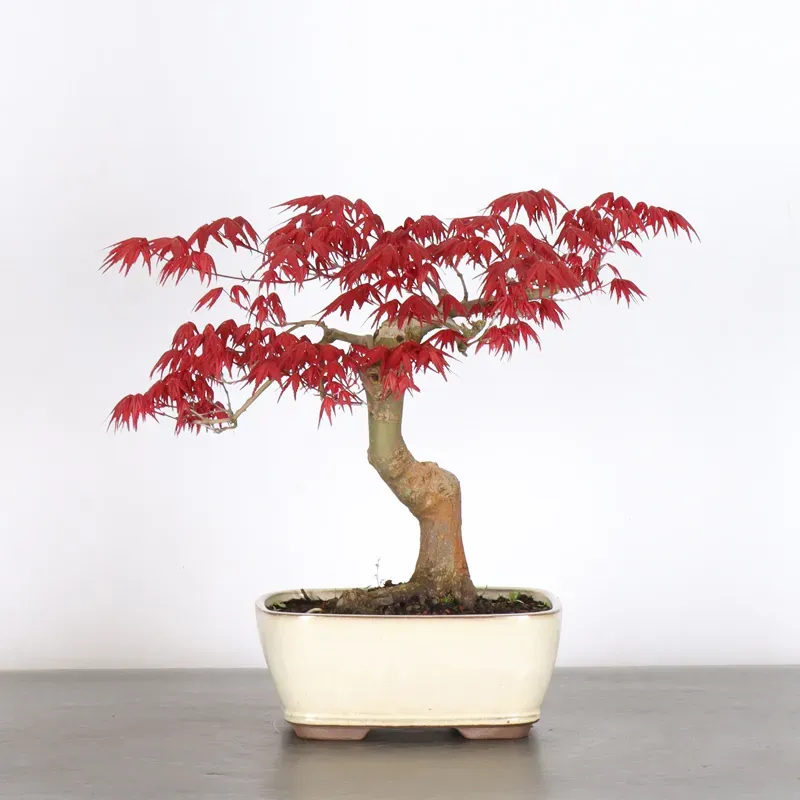 JAPANESE RED MAPLE "ACER DESHOJO" 1-8
