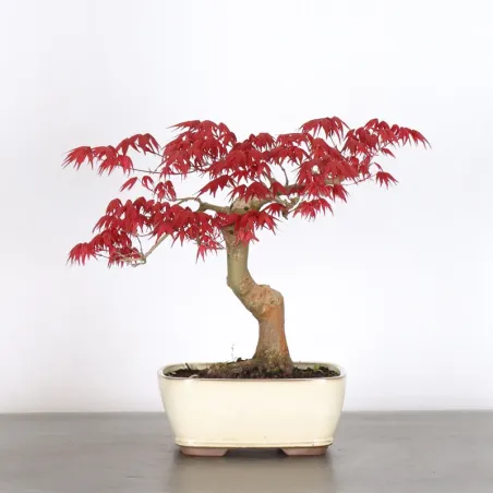 JAPANESE RED MAPLE "ACER DESHOJO" 1-8