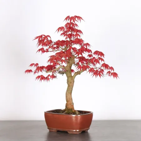 image supplémentaire - ÉRABLE ROUGE DU JAPON "ACER...