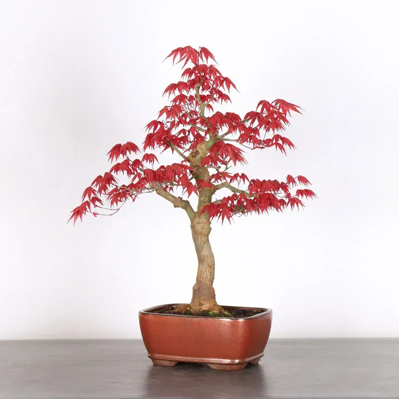Bonsai Acer Deshojo AD-1-9