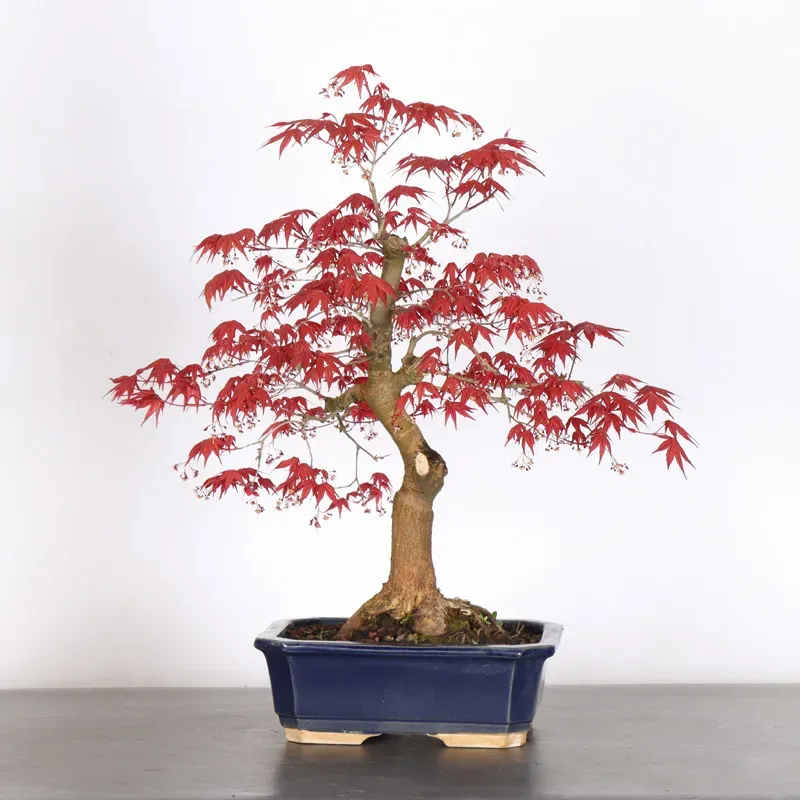 ÉRABLE ROUGE DU JAPON "ACER DESHOJO" 1-10