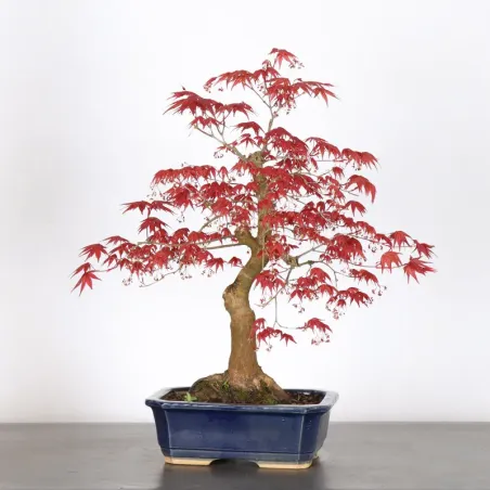 image supplémentaire - ÉRABLE ROUGE DU JAPON "ACER...