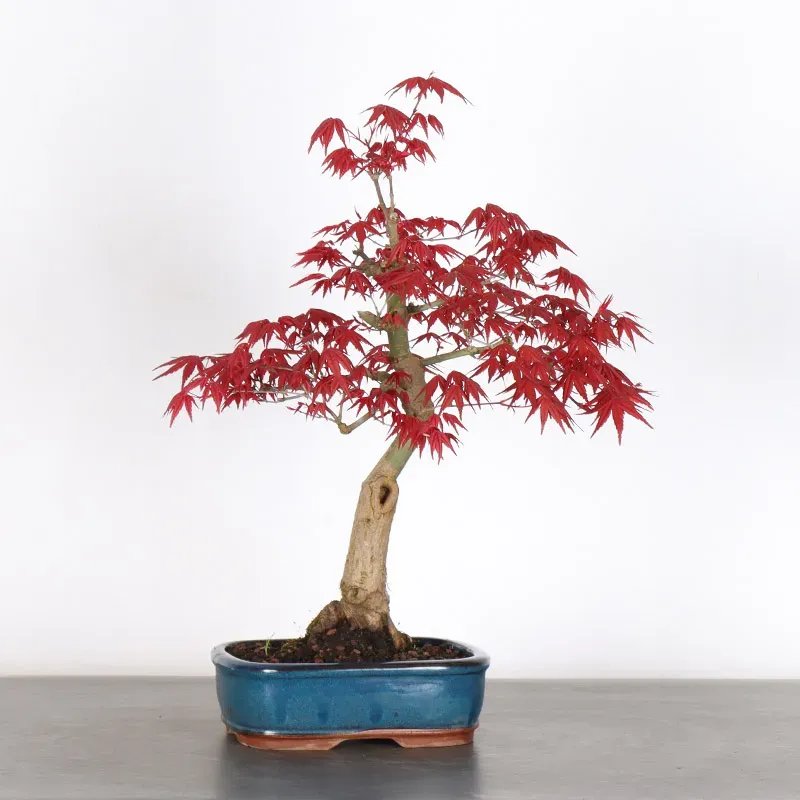 image supplémentaire - JAPANESE RED MAPLE "ACER...
