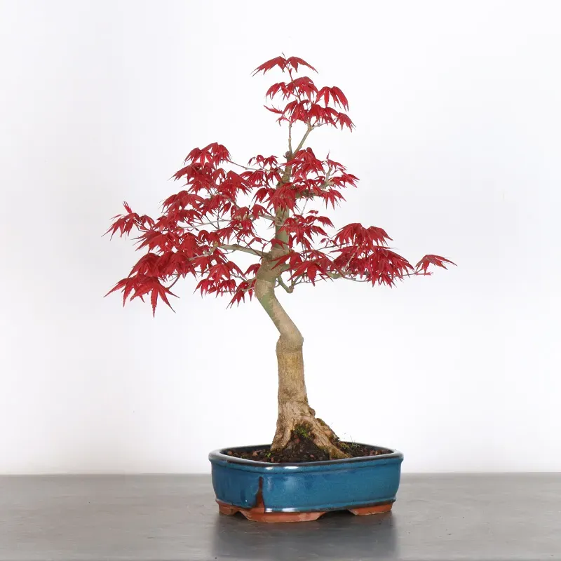 JAPANESE RED MAPLE "ACER DESHOJO" 1-11