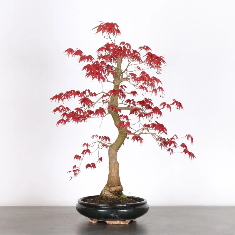 image supplémentaire - JAPANESE RED MAPLE "ACER...