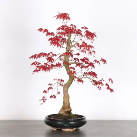 image supplémentaire - ÉRABLE ROUGE DU JAPON "ACER...