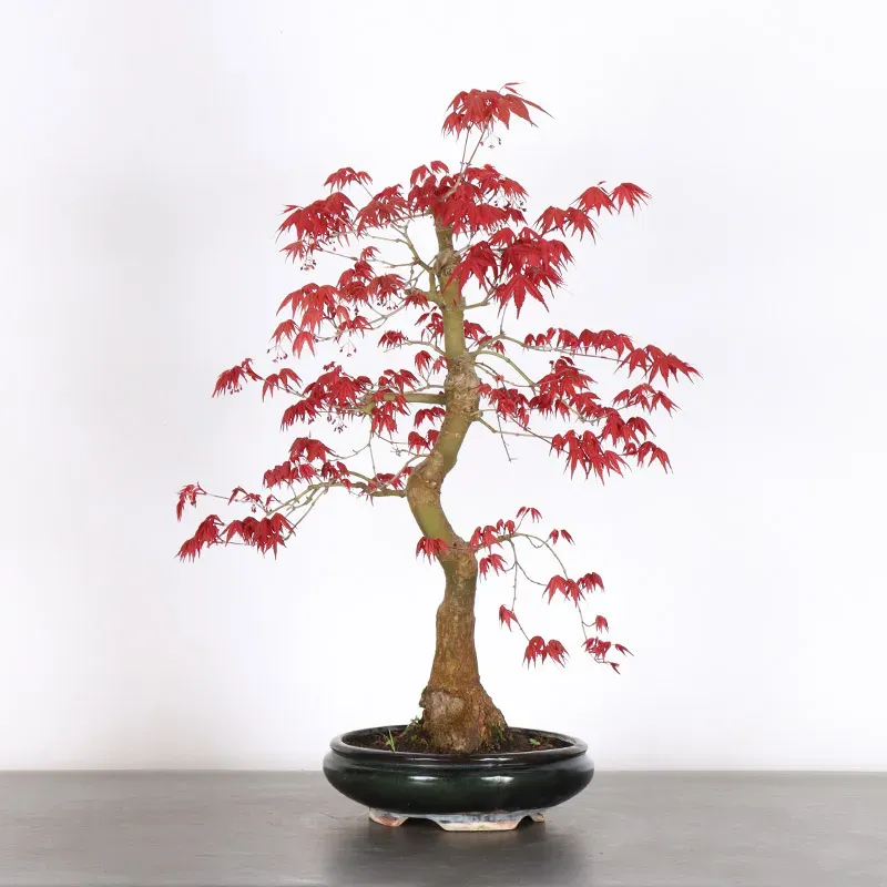 JAPANESE RED MAPLE "ACER DESHOJO" 1-13