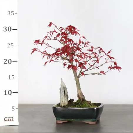 image supplémentaire - JAPANESE RED MAPLE "ACER...