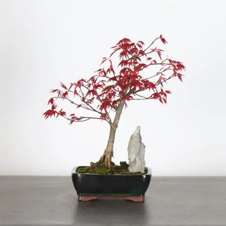 JAPANESE RED MAPLE "ACER DESHOJO" 1-14