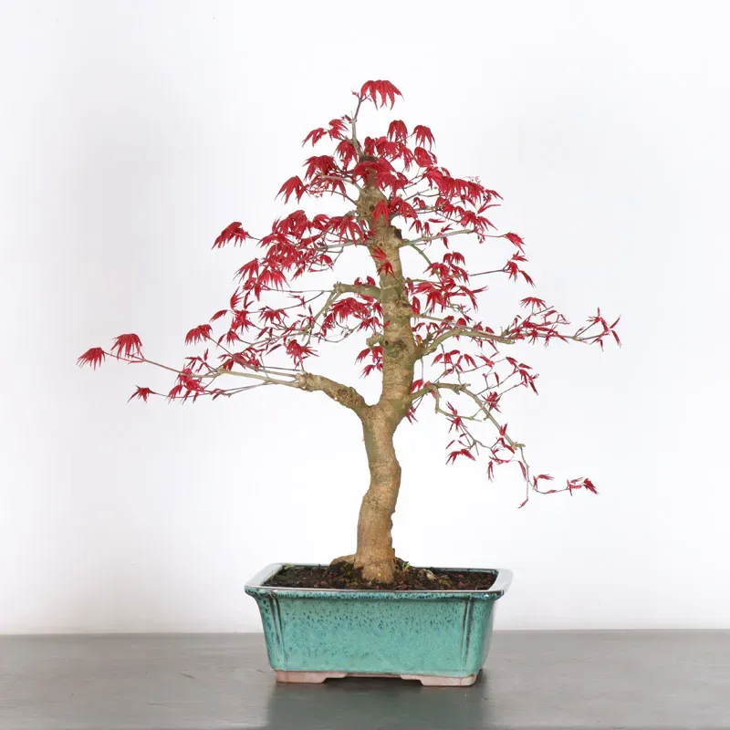 image supplémentaire - ÉRABLE ROUGE DU JAPON "ACER...