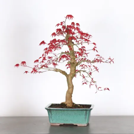 image supplémentaire - ÉRABLE ROUGE DU JAPON "ACER...