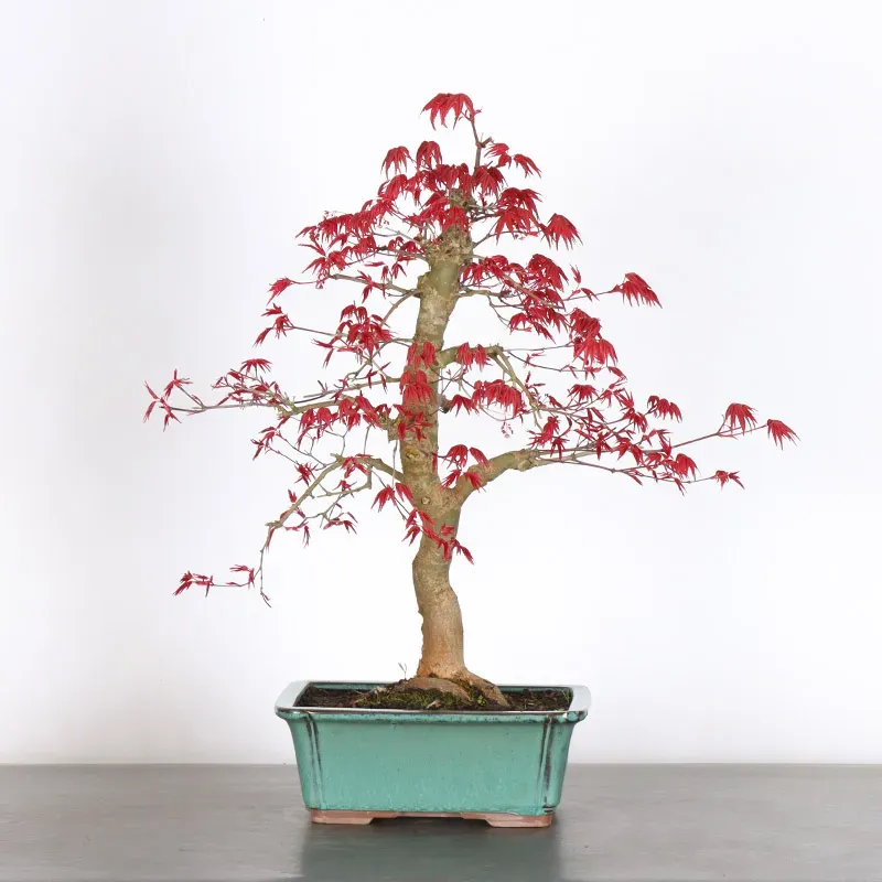 JAPANESE RED MAPLE "ACER DESHOJO" 1-15