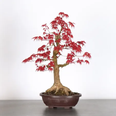 ÉRABLE ROUGE DU JAPON "ACER DESHOJO" 1-16