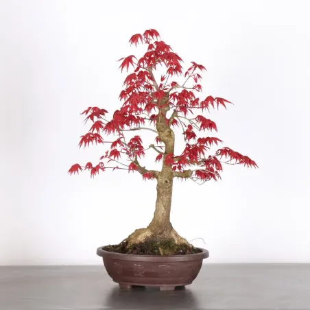 image supplémentaire - ÉRABLE ROUGE DU JAPON "ACER...