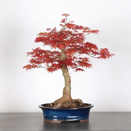 image supplémentaire - ÉRABLE ROUGE DU JAPON "ACER...