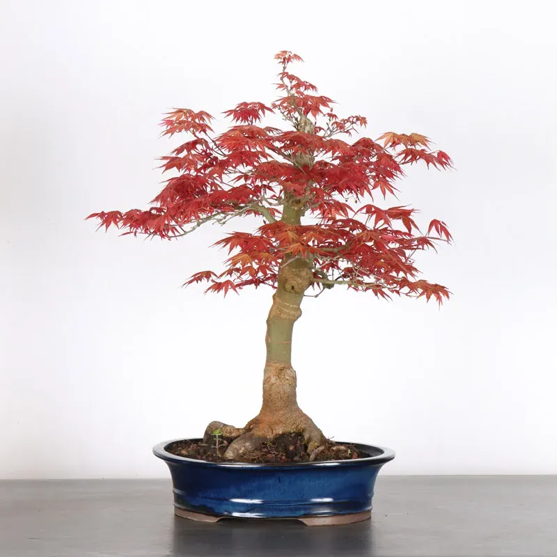ÉRABLE ROUGE DU JAPON "ACER DESHOJO" 1-17