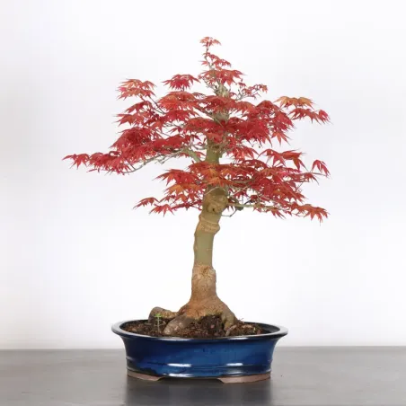 ÉRABLE ROUGE DU JAPON "ACER DESHOJO" 1-17