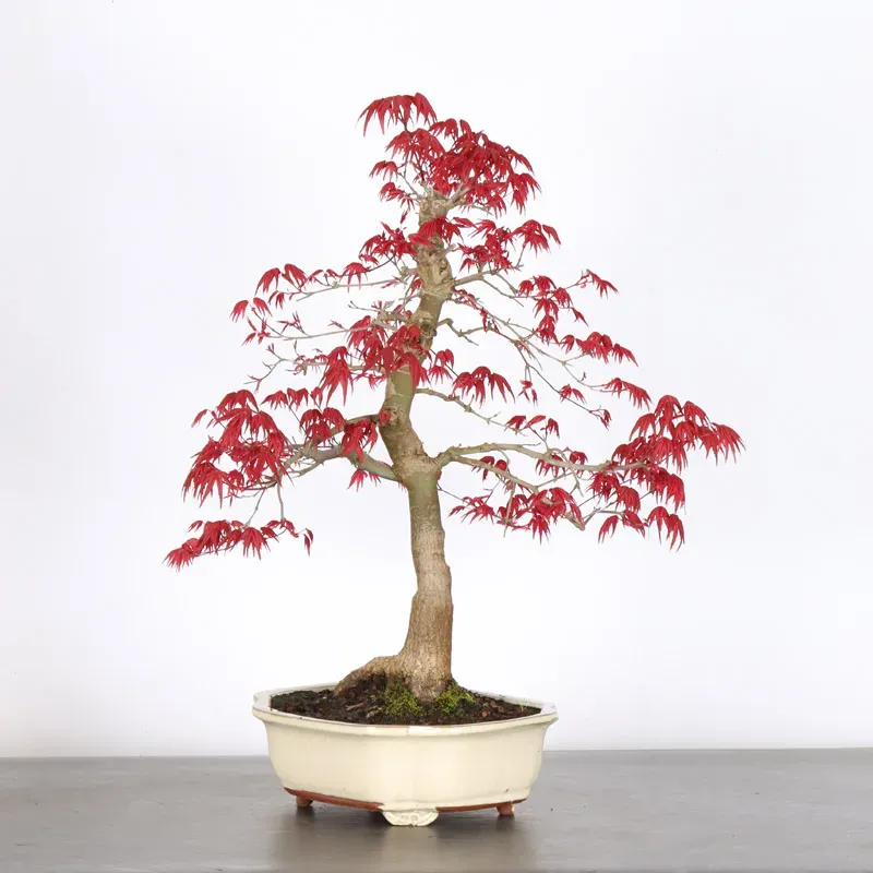 image supplémentaire - ÉRABLE ROUGE DU JAPON "ACER...
