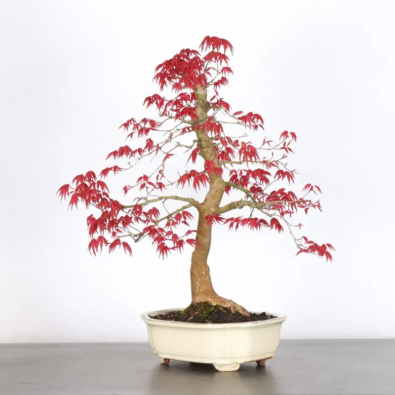 ÉRABLE ROUGE DU JAPON "ACER DESHOJO" 1-19