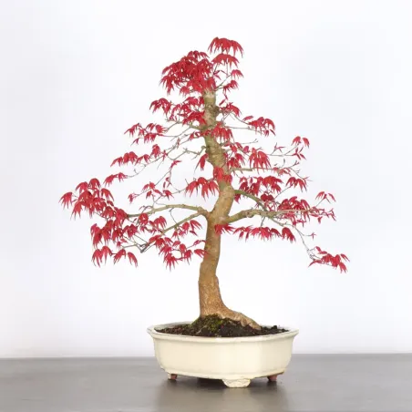 JAPANESE RED MAPLE "ACER DESHOJO" 1-19