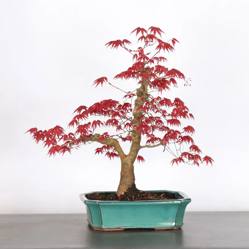 JAPANESE RED MAPLE "ACER DESHOJO" 1-20