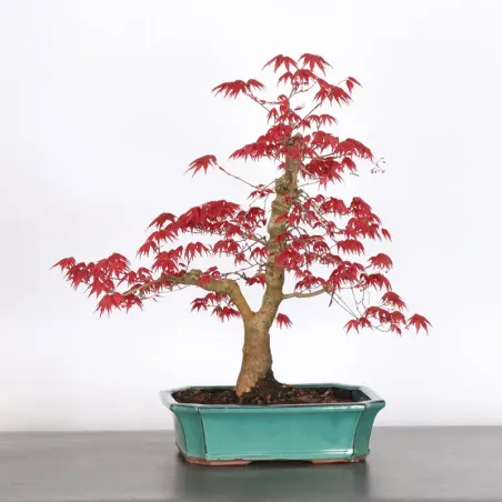 JAPANESE RED MAPLE "ACER DESHOJO" 1-20