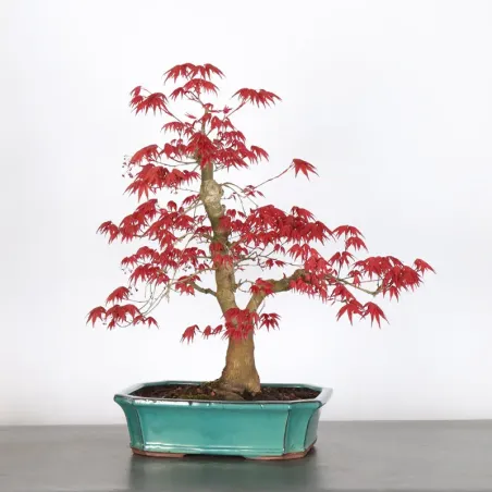 image supplémentaire - JAPANESE RED MAPLE "ACER...