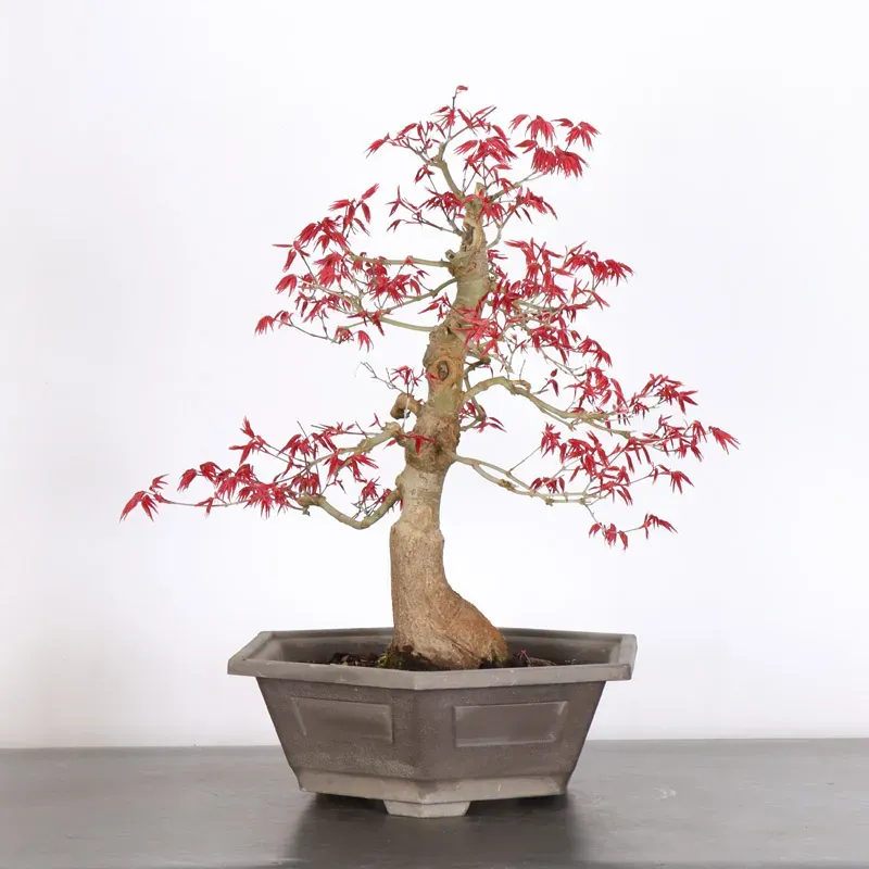 Japanese red maple "acer deshojo" 1-23