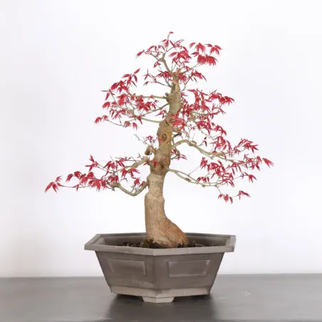 érable rouge du japon "acer deshojo" 1-23