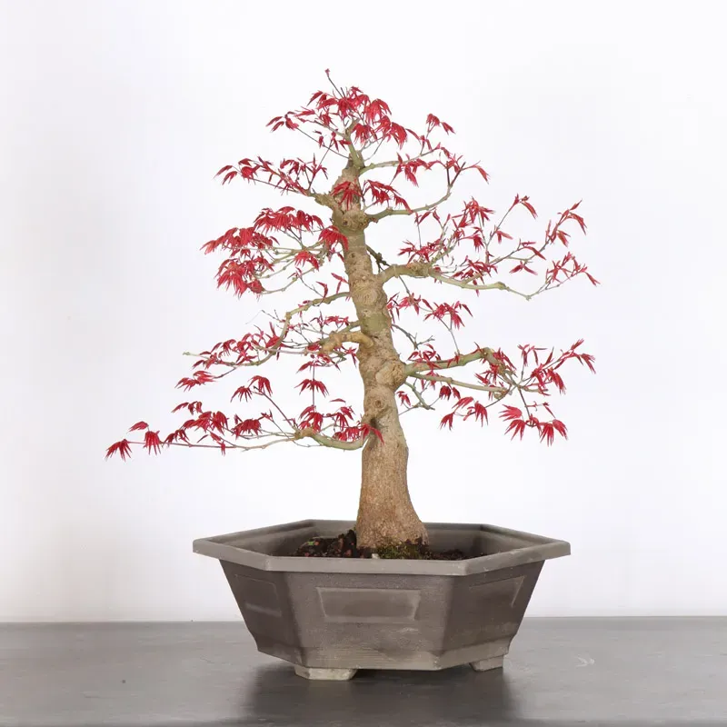 image supplémentaire - Japanese red maple "acer...