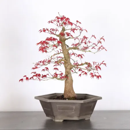 image supplémentaire - érable rouge du japon "acer...