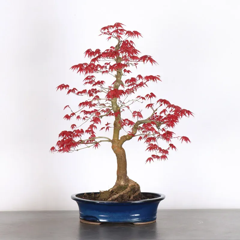 image supplémentaire - JAPANESE RED MAPLE "ACER...
