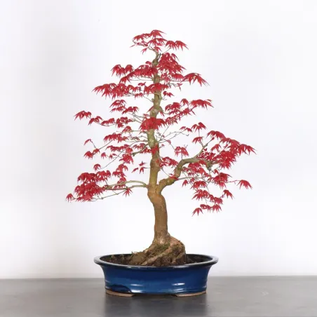 image supplémentaire - JAPANESE RED MAPLE "ACER...