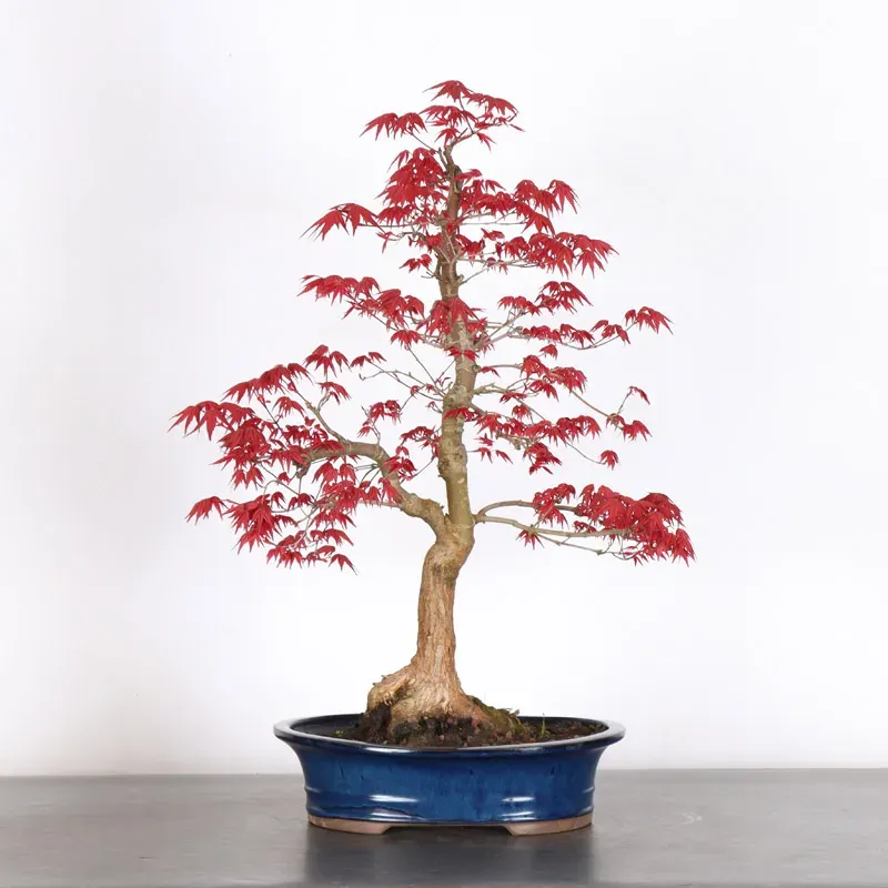 JAPANESE RED MAPLE "ACER DESHOJO" 2-3