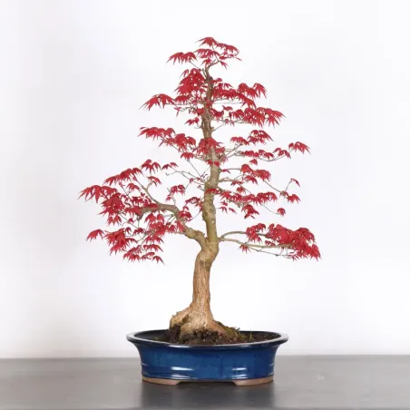 Bonsai Erable Palmatum Deshojo  AD-2-3