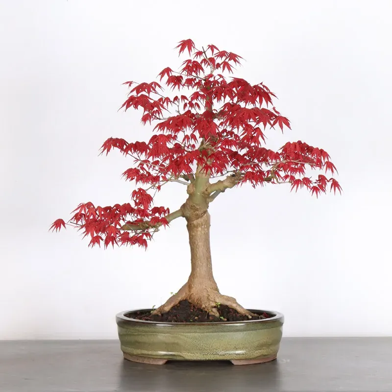 image supplémentaire - JAPANESE RED MAPLE "ACER...