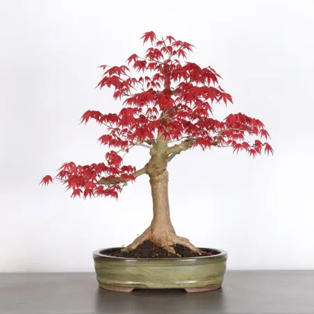 image supplémentaire - ÉRABLE ROUGE DU JAPON "ACER...