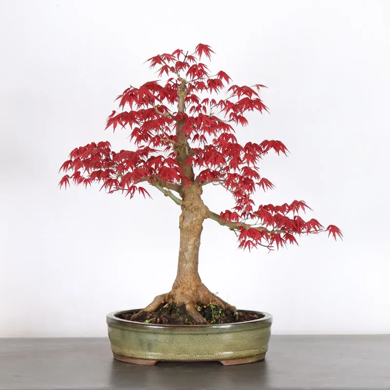 Bonsai Acer Deshojo AD-2-4