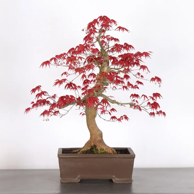 Bonsai Acer Deshojo AD-2-5