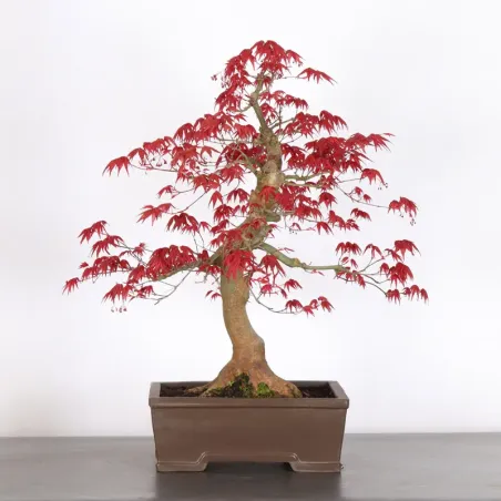 Bonsai Acer Deshojo AD-2-5
