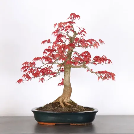 image supplémentaire - JAPANESE RED MAPLE "ACER...