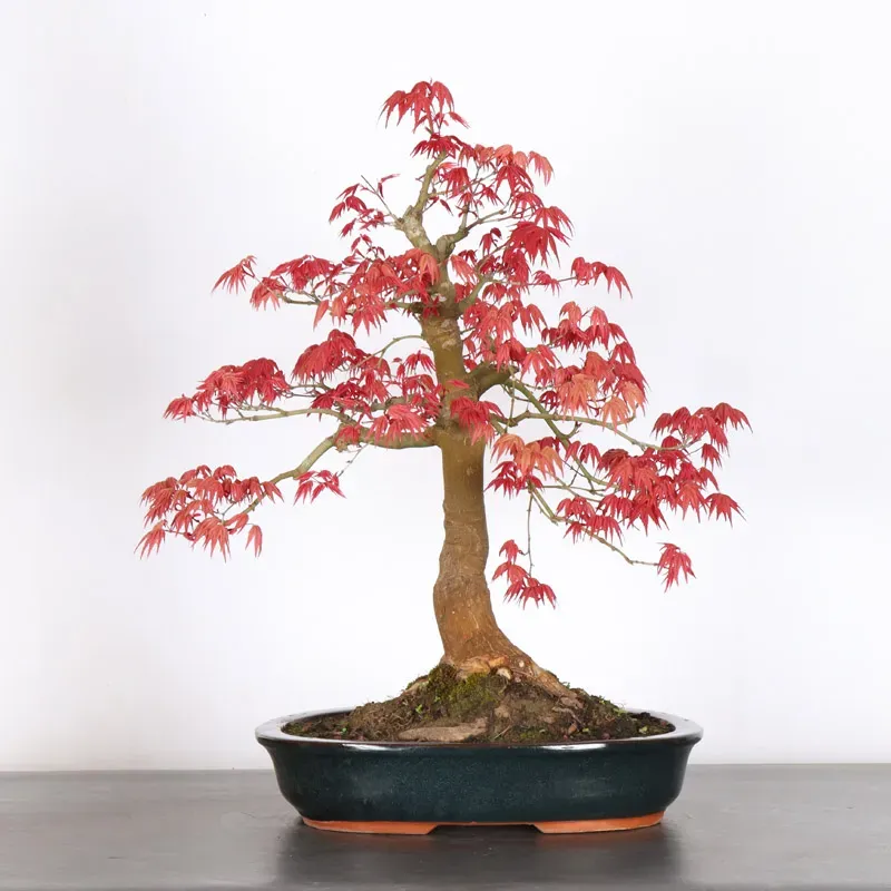 Bonsai Acer Deshojo AD-2-6