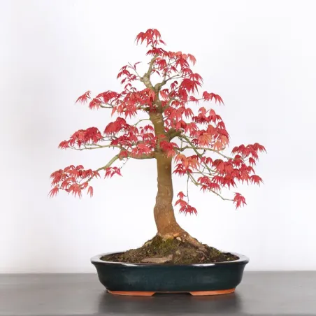 JAPANESE RED MAPLE "ACER DESHOJO" 2-6