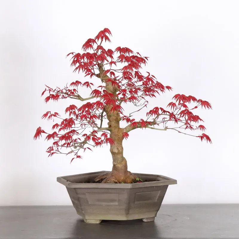 Bonsai Acer Deshojo AD-2-7