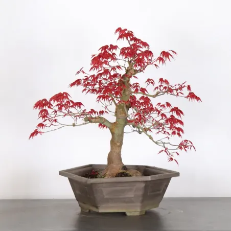 image supplémentaire - ÉRABLE ROUGE DU JAPON "ACER...