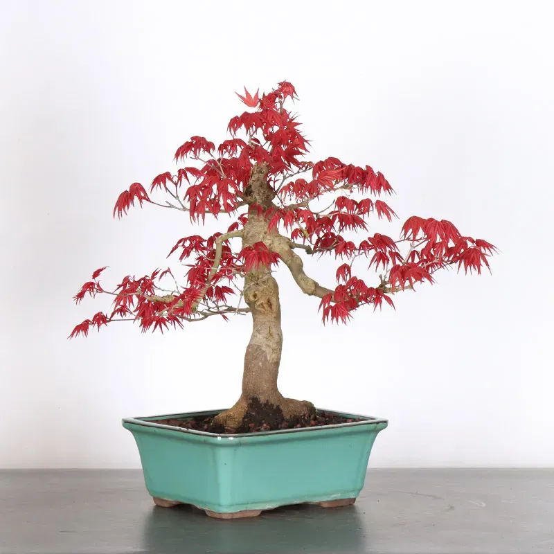 ÉRABLE ROUGE DU JAPON "ACER DESHOJO" 2-12