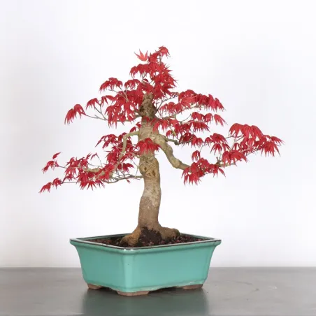 ÉRABLE ROUGE DU JAPON "ACER DESHOJO" 2-12