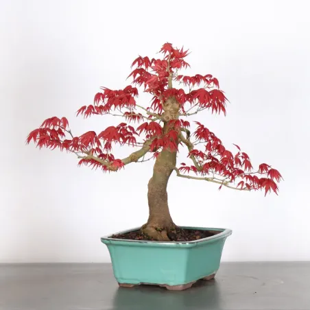 image supplémentaire - ÉRABLE ROUGE DU JAPON "ACER...