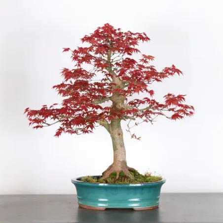 Bonsai Acer Deshojo AD-2-9