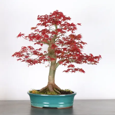 image supplémentaire - ÉRABLE ROUGE DU JAPON "ACER...